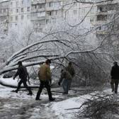 повалені дерева