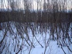 жкг волини